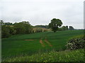 Tracks in crop field, Burcot