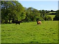 SW7435 : Pasture, Stithians by Andrew Smith