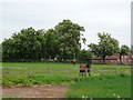 Grazing, Watling Street Grange