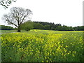 Oilseed rape towards The Mount woodland