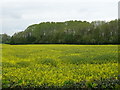 Oilseed rape crop towards Brickyard Plantation