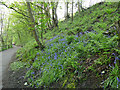 Bluebells alongside the cycle route