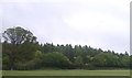 Woodland near Hardwicke Grange Farm