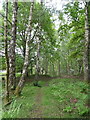 Woodland path, Brocton