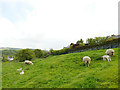 Sheep with lambs by Lord Lane