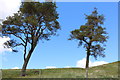 Trees at Leadhills