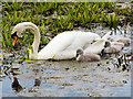 SD7908 : Mute Swan and Cygnets, Manchester, Bolton and Bury canal by David Dixon
