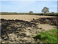 Potato field near Uzmaston