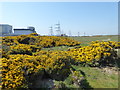 Gorse at Dungeness