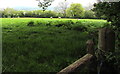 Sheep in a Trewen field, Herefordshire