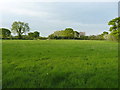 Pasture field north of New House Farm