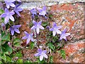 Serbian bellflower (Campanula poscharskyana)