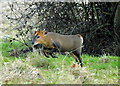ST8183 : Muntjac, nr Badminton, Gloucestershire 2010 by Ray Bird