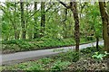 Highstreet Green: Woodland along White Beech Lane