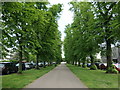 Avenue of lime trees on Holly Walk, Leamington Spa