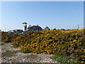 Gorse at Dungeness