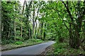 Chiddingfold, Skinners Lane: The point where trees start to verge the road