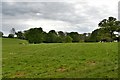 Chiddingfold, Skinners Lane: Grazing sheep