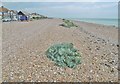 TQ1602 : Worthing, sea kale by Mike Faherty
