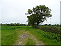 Crop field and hedgerow near Rackery Hall