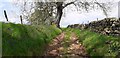 Bluebells line the Nidderdale Way