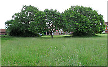 TQ6695 : Trees in Meadow, nr Pleasant Drive, Billericay by Roger Jones