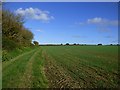 Farmland, Cubert