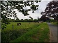 Donkeys beside Moor Lane