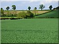 Farmland, Wardington