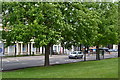 Trees beside New Road