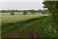 Farm track and barley field near Chapel Hill