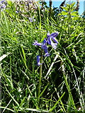 SJ0233 : Close-up of a bluebell by Richard Law