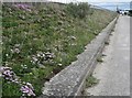 Clustog Mair ar wal yr arfordir / Thrift on the coastal wall