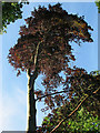 TL4953 : Wandlebury: copper beech and evening sunlight by John Sutton