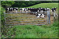 Cows behind a gate beside Creech Hill Lane