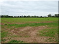 Crop field off Bearstone Road, Knighton