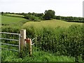 Farmland near Pyleigh