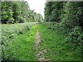 Path in Chawton Park Woods along power line clearance