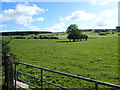 Cultivated grass for silage making on the east side of Carrickrovaddy Road