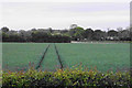 SP2294 : Wheat field by Coventry Road by Bill Boaden
