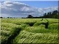 Farmland, East Cowton