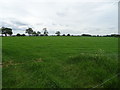 Grassland near Higginswood