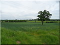 Crop field near Nobridge Farm