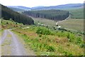 Forest road near Ettrick