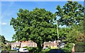 Tree on Winnington Road, Hampstead Garden Suburb