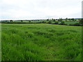 Grassland near Standon Hall