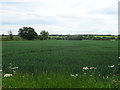 Crop field south of Yarnfield Lane