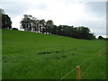 Farmland and woodland near Home Farm