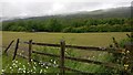 Aber-pergwm Wood in the Vale of Neath