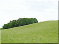 Sheep on a slope above Dark Ark Lane